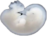 an image of a fetus in the womb